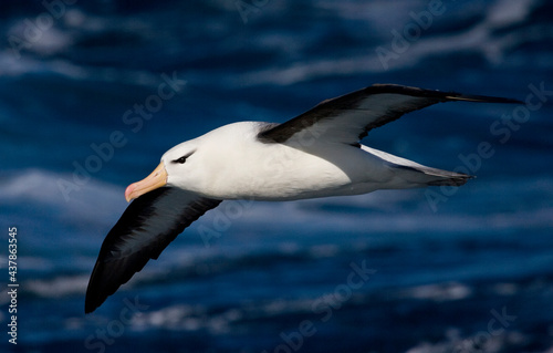 Wenkbrauwalbatros, Black-browed Albatross, Thalassarche melanophrys