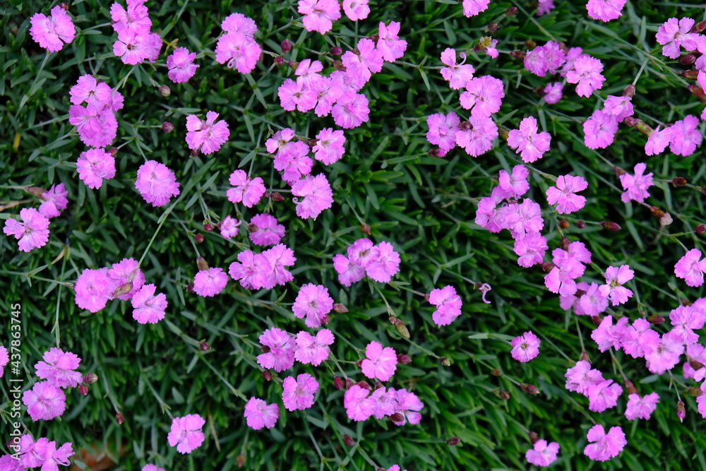 Field of little pink flowers Field of little pink flowers