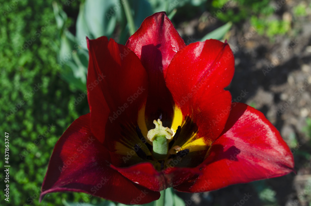 red tulip macro photo. pulp inside view