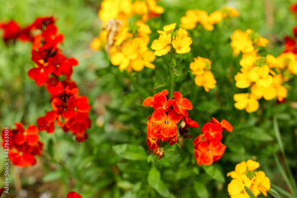 red and yellow flowers