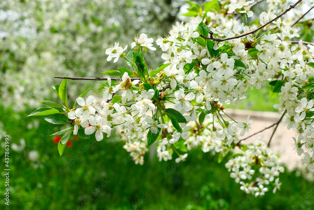 Obraz premium blooming tree