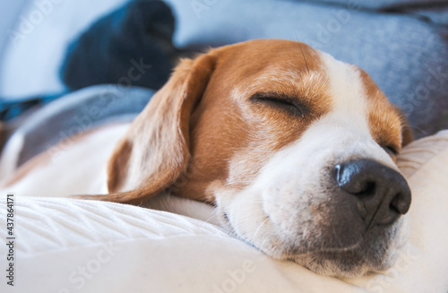 Beagle dog tired sleeps on a sofa.