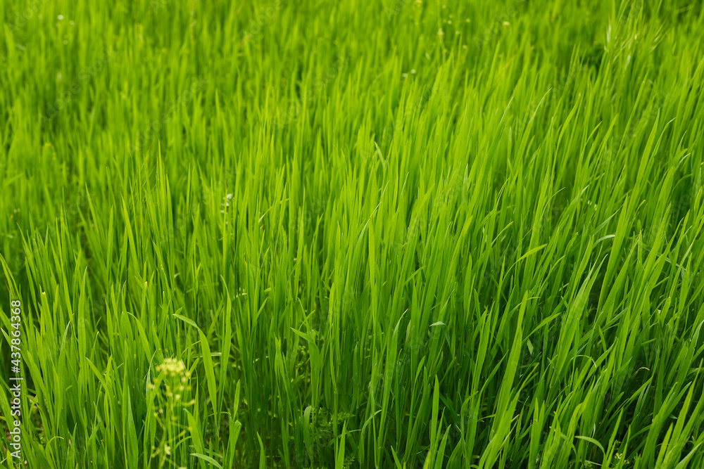 Obraz premium green grass background
