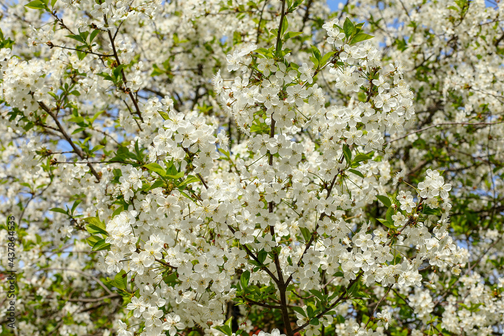 flowers of a tree flowers of a tree