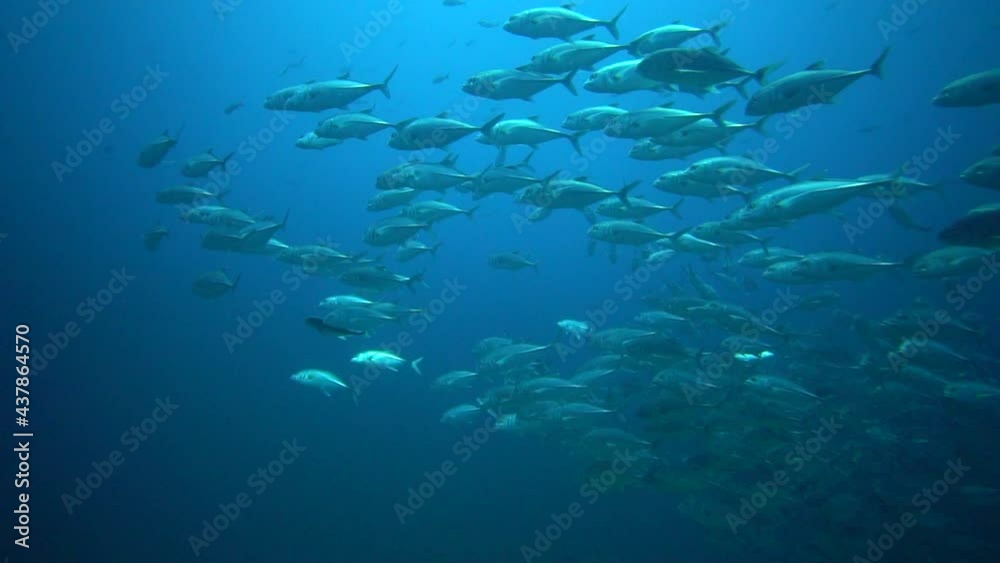 The dive site main marine life resources under the sea. Wonderful and beautiful underwater world with corals and tropical fish. World ocean day, Fishery industrial background. The dive site main marine life resources under the sea. Wonderful and beautiful underwater world with corals and tropical fish. World ocean day, Fishery industrial background.
