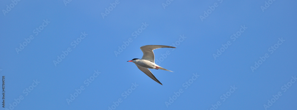 Fototapeta premium Sterne Pierregarin / (En) Common Tern
