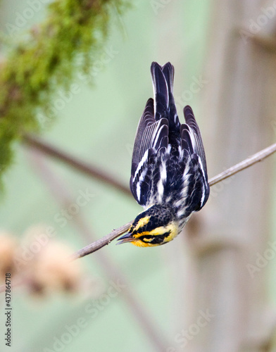 Oranjekeelzanger, Blackburnian Warbler, Dendroica fusca photo