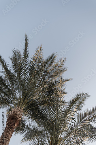 Coconut palm trees. Beautiful summer exotic tropical nature background