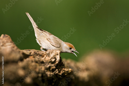 Zwartkop, Blackcap, Sylvia atricapilla photo