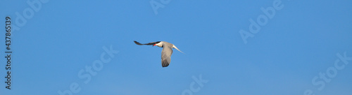 Sterne Pierregarin / (En) Common Tern