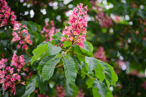Branch of red horse-chestnut with inflorescence on blurred background