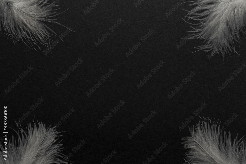 Obraz premium White feather and copy space on black backgrounds