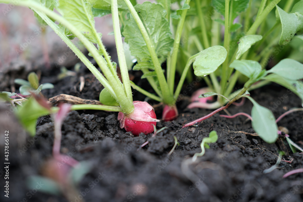 Organic vegetables. Radish growing in the garden bed. greenhouse vegetables. chemichal free gardening plants Organic vegetables. Radish growing in the garden bed. greenhouse vegetables. chemichal free gardening plants