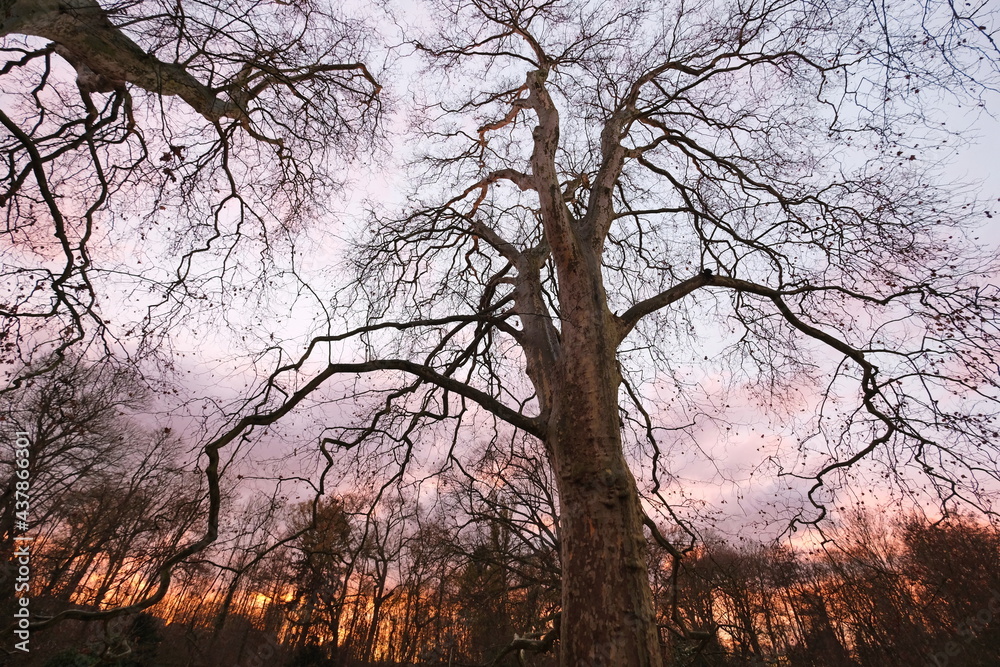 Ein großer, laubloser Platanenbaum mit große Äste in lila Licht des Sonnenuntergangs fotografiert.