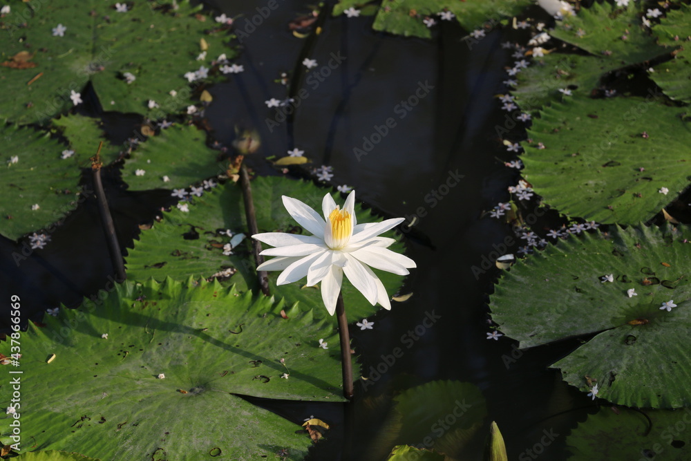 water lily in the pond water lily in the pond