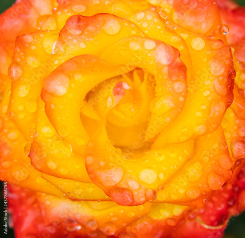 The rose flower is yellow. An open flower bud with drops of rain or dew on the petals.