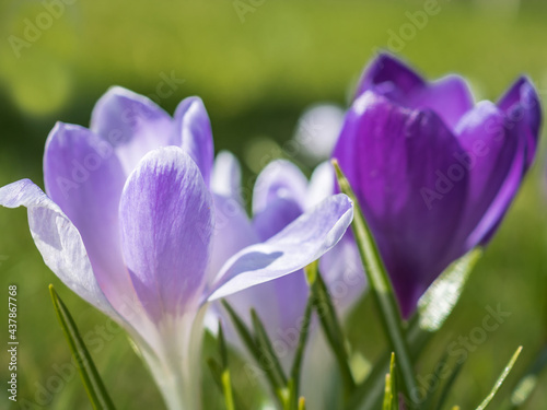 Fototapeta Naklejka Na Ścianę i Meble -  Close-up of blooming crocuses. Blooming crocuses in spring. Delicate flower petals. Multi-colored crocuses. Flowers in a meadow with green grass. Lilac and violet colors of flowers.