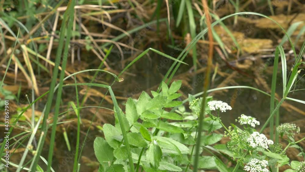 Slow Motion 4k shot of blue dragonfly taking off from a green grass. In the background bushes with white flowers Slow Motion 4k shot of blue dragonfly taking off from a green grass. In the background bushes with white flowers