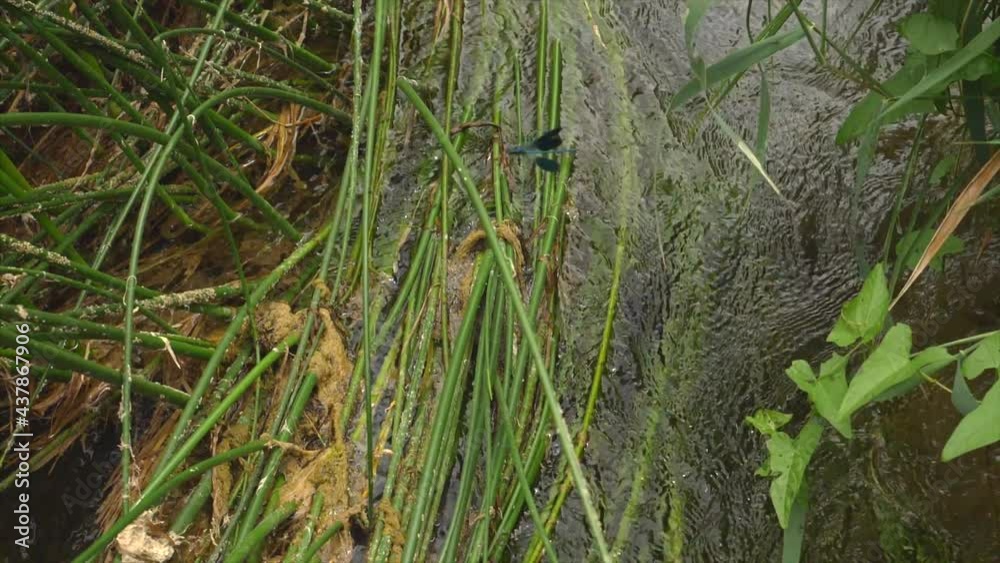 Slow Motion 4k shot of a blue dragonfly flying over a water flow and lushing green grass and leaves. Slow Motion 4k shot of a blue dragonfly flying over a water flow and lushing green grass and leaves.