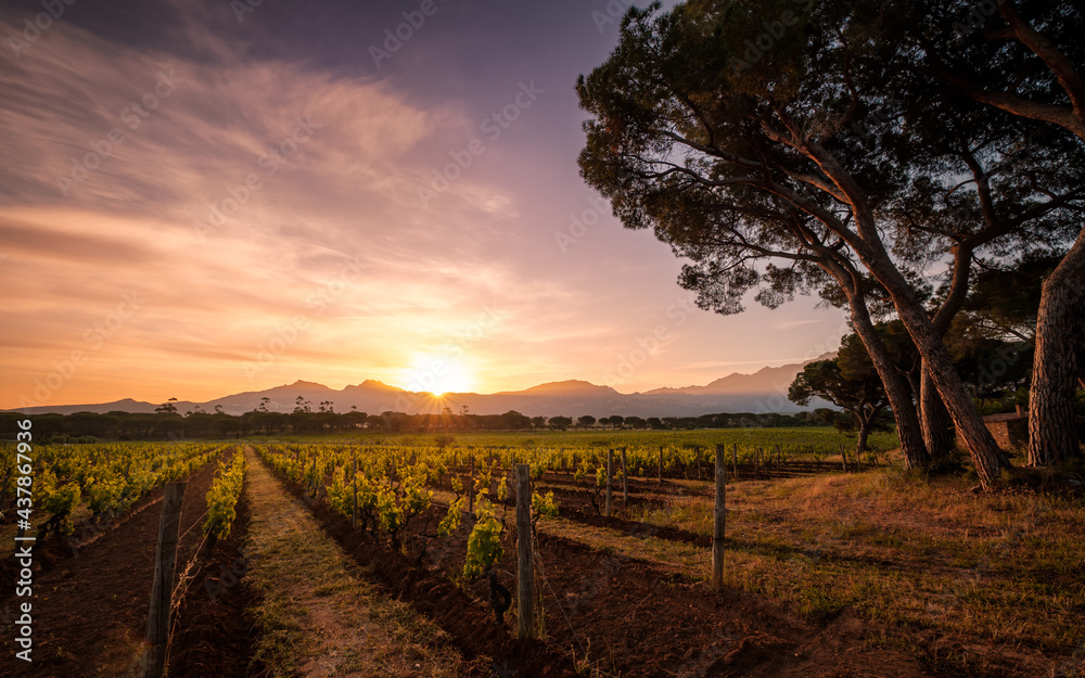 Naklejka premium Sunrise over vineyard in Corsica