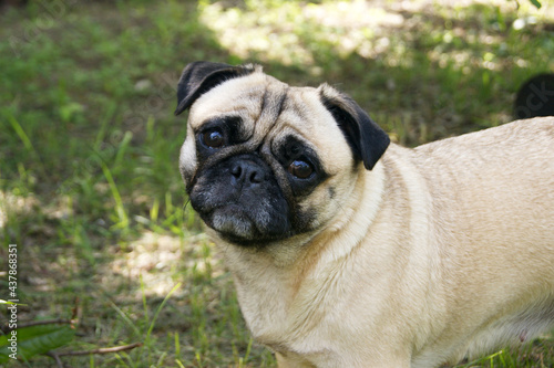 Portrait of a pug sitting on the ground in a summer park. © iama_sing
