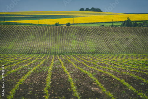 Obraz na płótnie field
