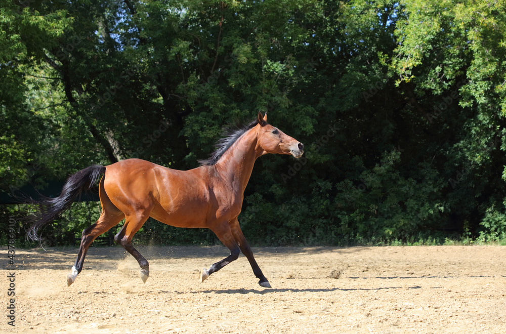 Thoroughbred race horse running in paddock on the green bushes background Thoroughbred race horse running in paddock on the green bushes background