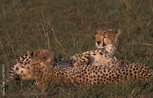 Cheetah, Jachtluipaard, Acinonyx jubatus photo