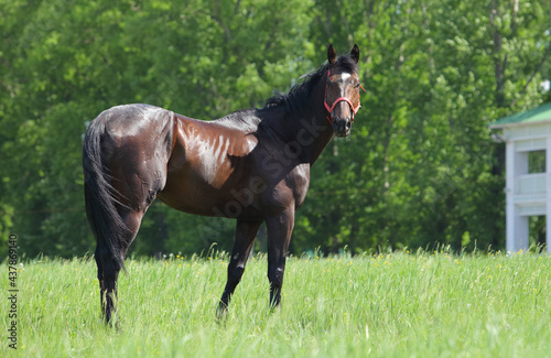 Thoroughbred race horse in nature background © horsemen
