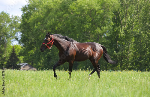 Thoroughbred race horse in nature background © horsemen