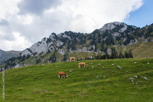 Relaxing Swiss cows in the mountains Euschelspass, Jaun © UNPERFECT LIZZI