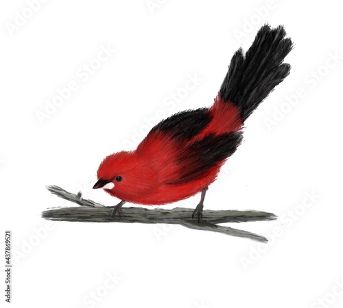 Red birds Cardinal on the branch. Watercolor hand drawn illustration photo