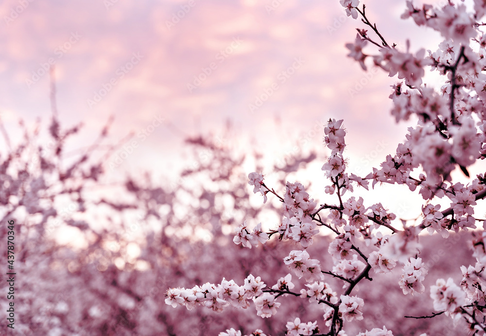Tender pink fruit tree blossom on sunset sky background. Beautiful natural background.