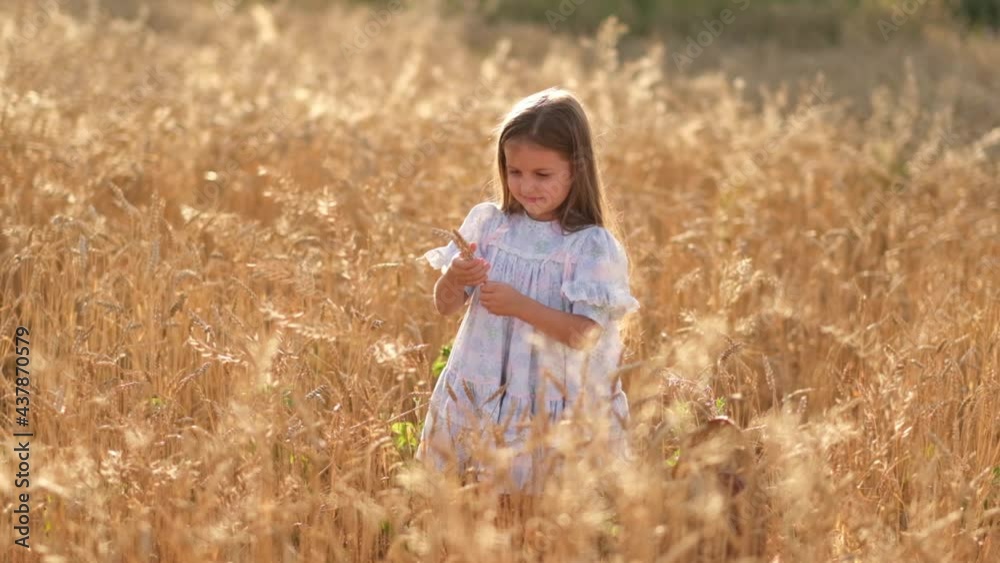 portrait of a little girl in a blue dress. a girl stands on a wheat field in the rays of the evening sun, waving her arms in surprise. Happy childhood. Walking around the country in a field in nature portrait of a little girl in a blue dress. a girl stands on a wheat field in the rays of the evening sun, waving her arms in surprise. Happy childhood. Walking around the country in a field in nature