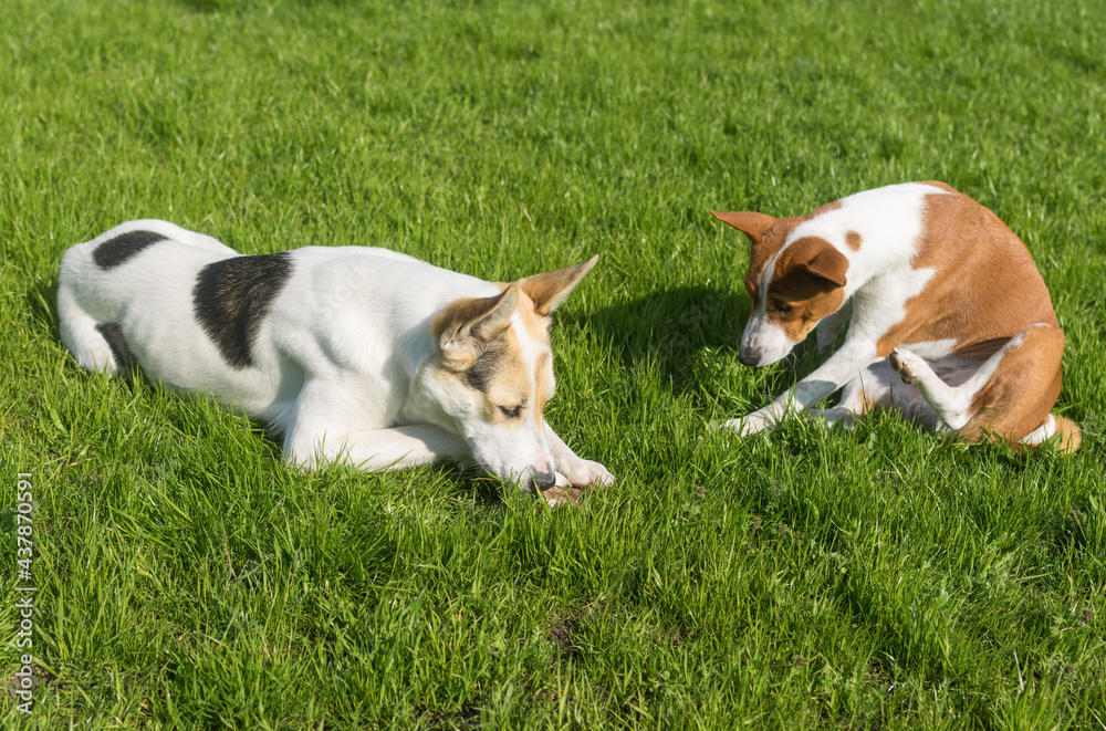 Basenji dog hesitate to take off bone from bigger and younger cross-breed of hunting and northern dog friend while resting on spring lawn Basenji dog hesitate to take off bone from bigger and younger cross-breed of hunting and northern dog friend while resting on spring lawn