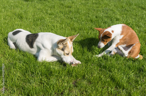 Photography Basenji dog hesitate to take off bone from bigger and younger cross-breed of hun