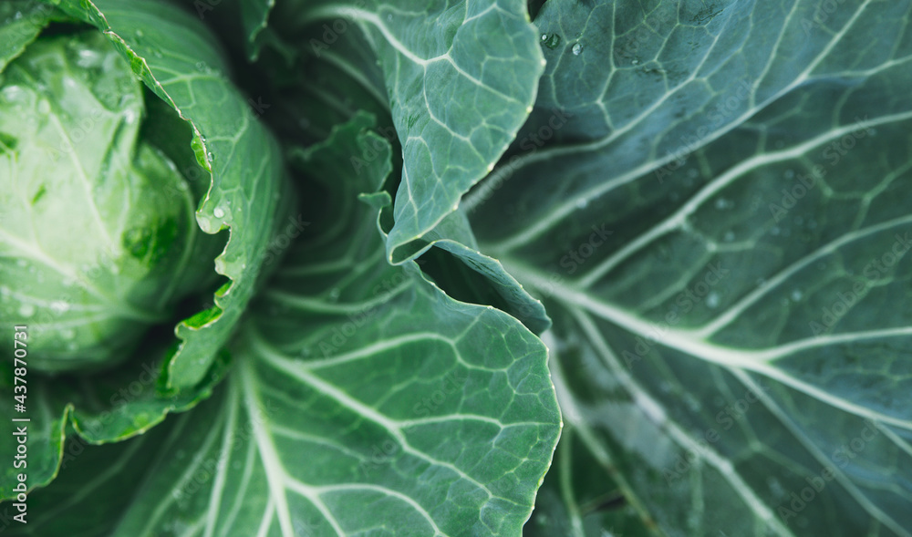 Green fresh cabbage grows in the garden. Large cabbage leaves are wet from the rain. Gardening and agriculture. Green fresh cabbage grows in the garden. Large cabbage leaves are wet from the rain. Gardening and agriculture.
