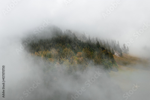 Magic view - the forest oasis in the fog Switzerland