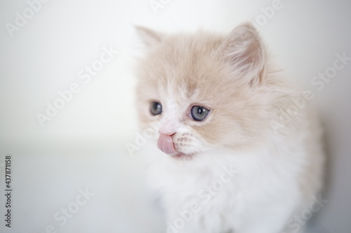 white persian cat