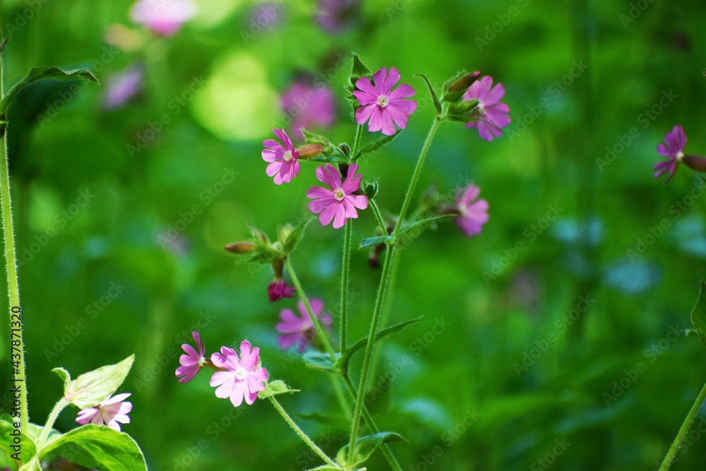 Fleurs rose en forêt