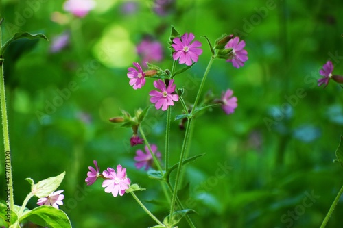 Fleurs rose en forêt