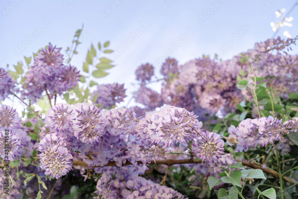 Close up blossoming wisteria lilac flowers on defocused natural leaves and blue sky background. Selective focus.
