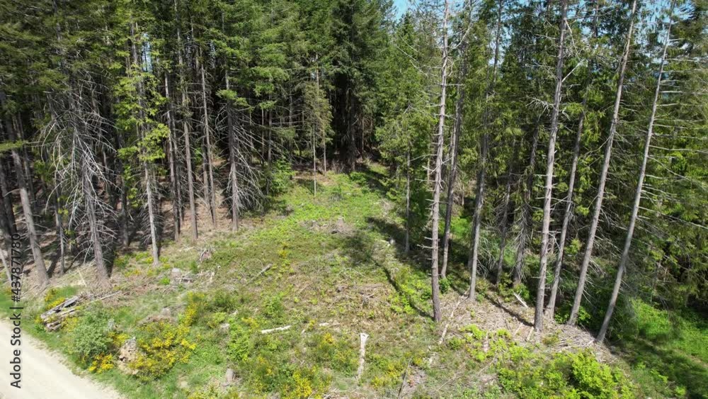 Aerial view of fir, larches and beech forests on the Tuscany mountains in Casentino near Arezzo. Italy. Aerial view of fir, larches and beech forests on the Tuscany mountains in Casentino near Arezzo. Italy.