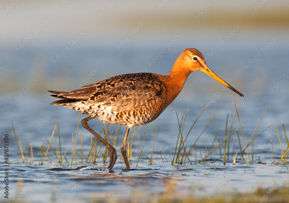 Grutto, Black-tailed Godwit, Limosa limosa