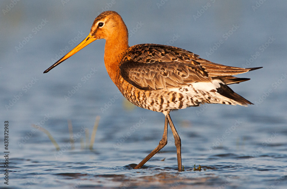 Grutto, Black-tailed Godwit, Limosa limosa Grutto, Black-tailed Godwit, Limosa limosa
