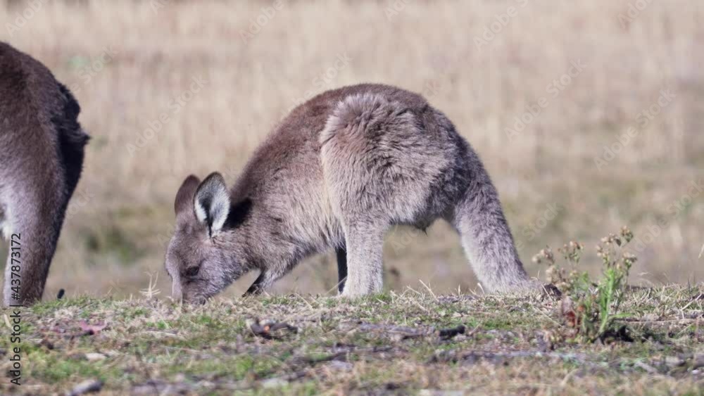 View Of A Grazing Wallaby At Daytime - wide shot View Of A Grazing Wallaby At Daytime - wide shot