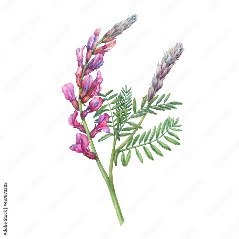 Close-up, branch of the pink common sainfoin flowers in spring (known as Onobrychis viciifolia, O. sativa). Mouse peas. Watercolor hand drawn painting illustration isolated on a white background. Close-up, branch of the pink common sainfoin flowers in spring (known as Onobrychis viciifolia, O. sativa). Mouse peas. Watercolor hand drawn painting illustration isolated on a white background.