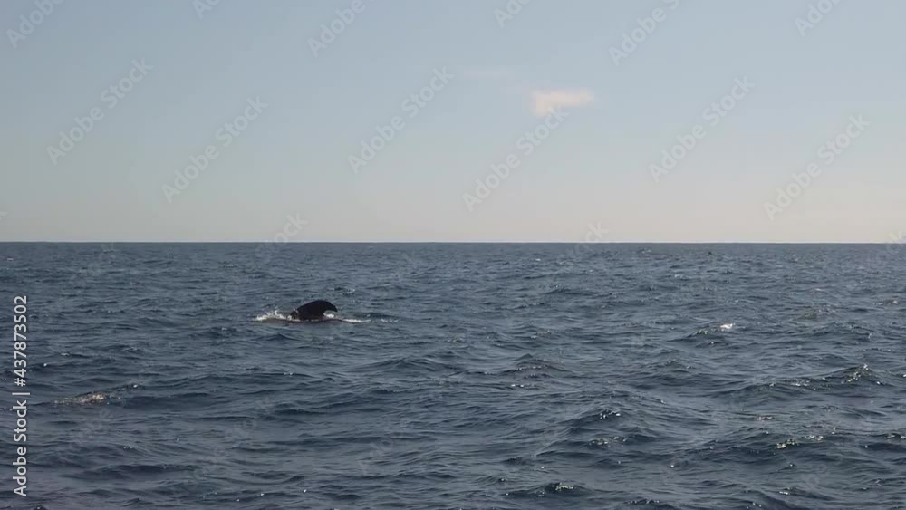 Dorsal Fin Of A Short-finned Pilot Whale Showing In Ocean Surface While Swimming In Tenerife, Canary Islands At Summer. slow motion Dorsal Fin Of A Short-finned Pilot Whale Showing In Ocean Surface While Swimming In Tenerife, Canary Islands At Summer. slow motion