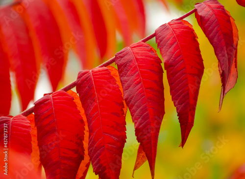 Autumnal ornament, red leaves branch. Colors of autumn. Colorful mood