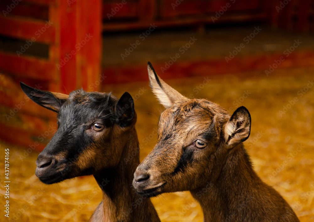 Close-up photos of goats with pensive faces at the corral of farm. Lovely couple little black and brown goats. Cute with funny. Close-up photos of goats with pensive faces at the corral of farm. Lovely couple little black and brown goats. Cute with funny.